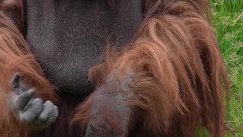 The orangutan greets and wants to kiss the tourists