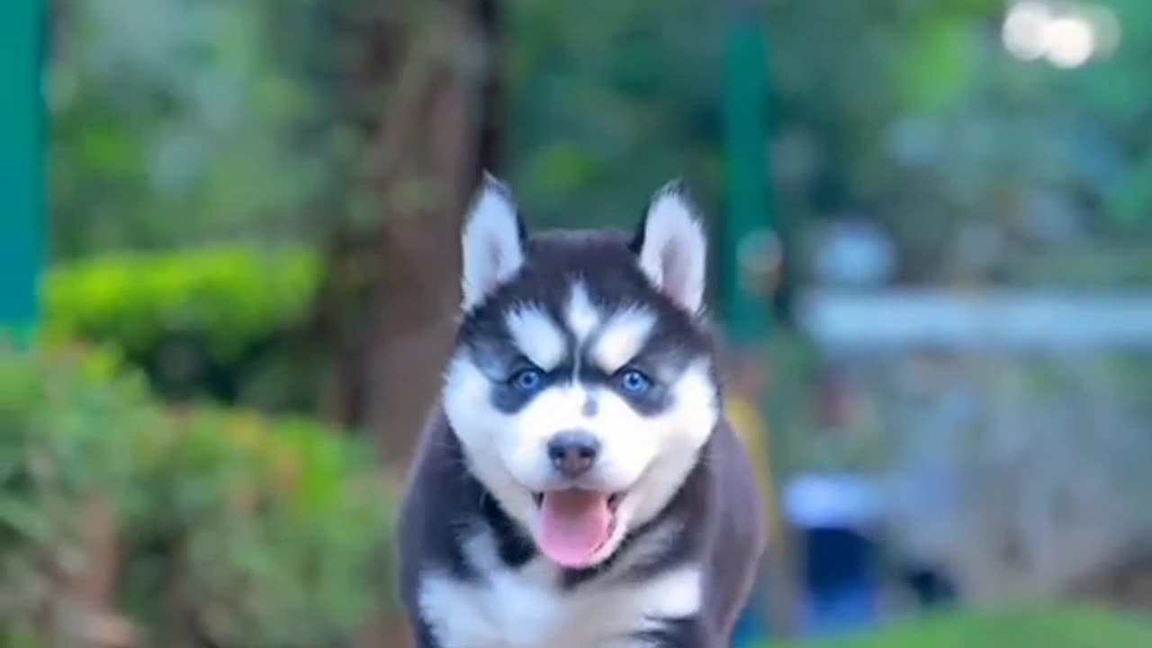 King Siberian Husky - Puppy Dog