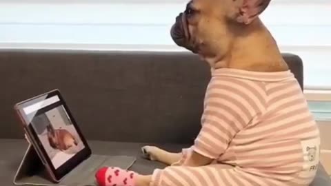 Pugg Doggy Watch Movies