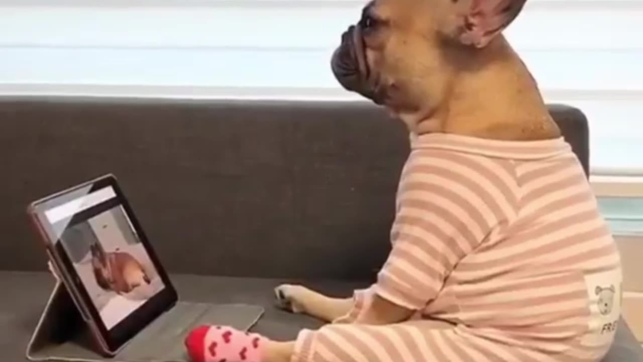 Pugg Doggy Watch Movies