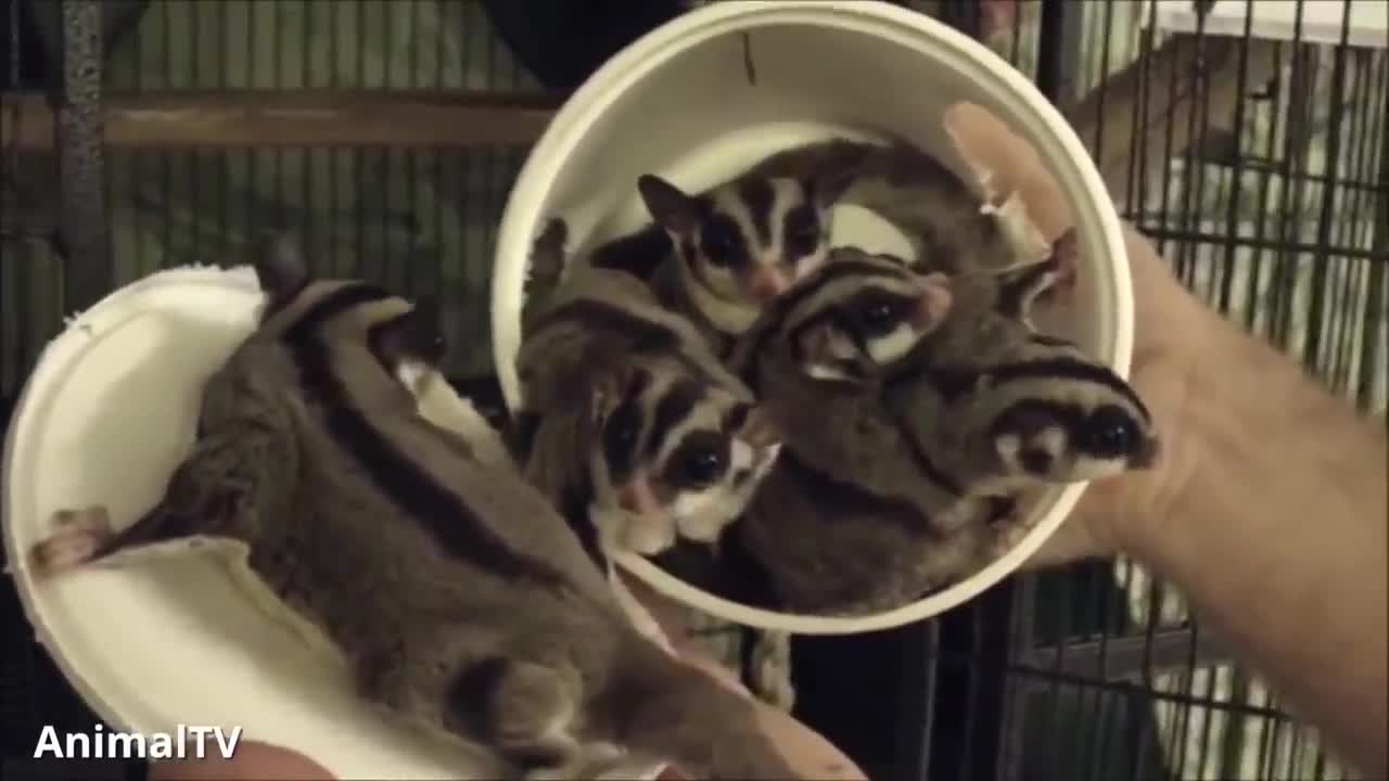 SUGAR GLIDERS Flying - Funny & Cute Compilation