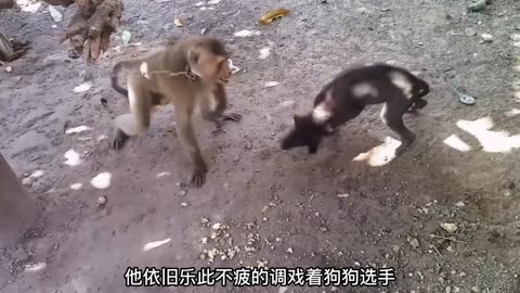 Monkey 🐒 dog 🐕 fighting 🤣