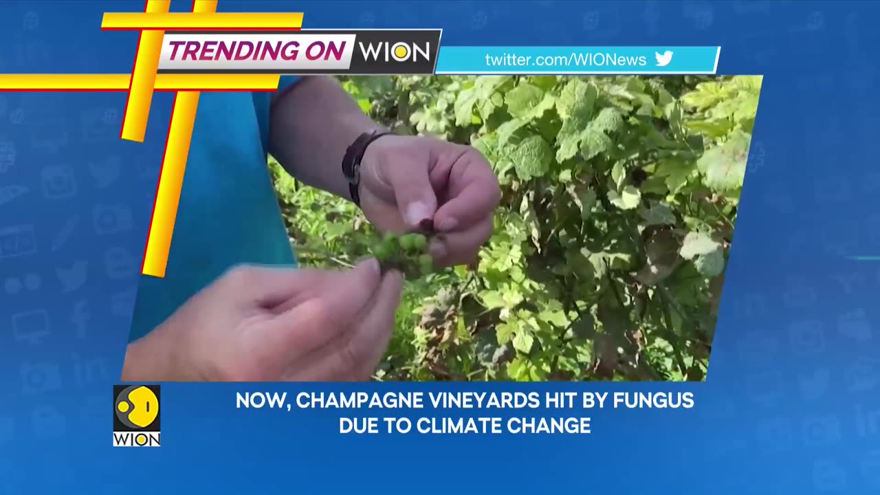 WION Trending