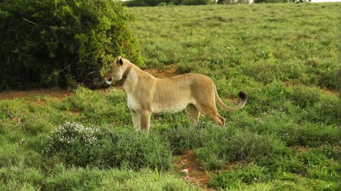 A Lion Standing on Wild Grass