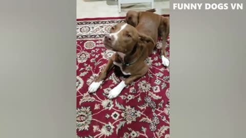 Funniest Animals Video - Funny Dogs And Cats - Try Not To Laugh Animals 2022