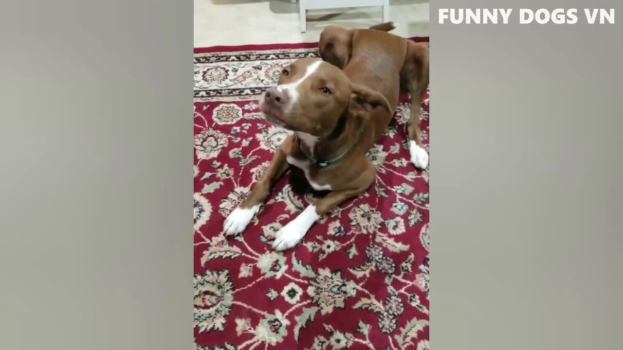 Funniest Animals Video - Funny Dogs And Cats - Try Not To Laugh Animals 2022