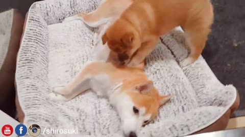 Mom Teaching Puppies a Lesson (Shiba Inu Puppies)