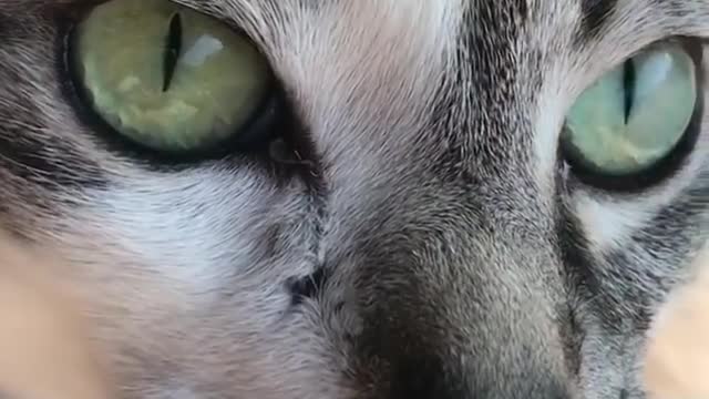 A cat with terrible eyes