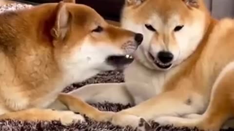 Funny animals 2023😆 - Funniest Cats and Dogs Video🐕🐈 78