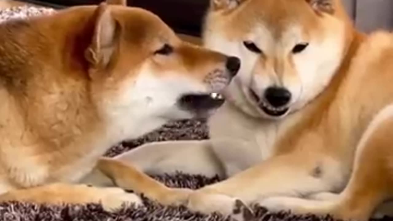 Funny animals 2023😆 - Funniest Cats and Dogs Video🐕🐈 78