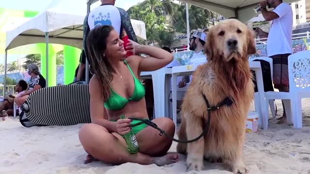 Pups compete in Brazil's Surf Dog Festival