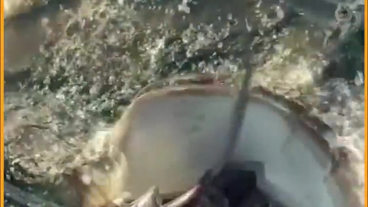 Predators of the Deep