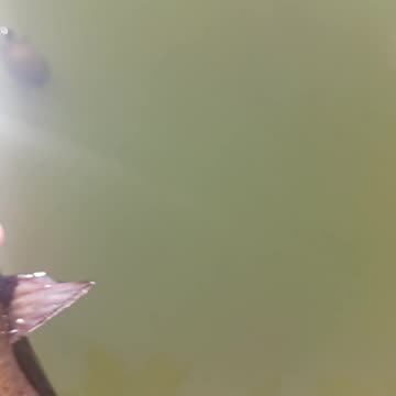 Bullhead catfish