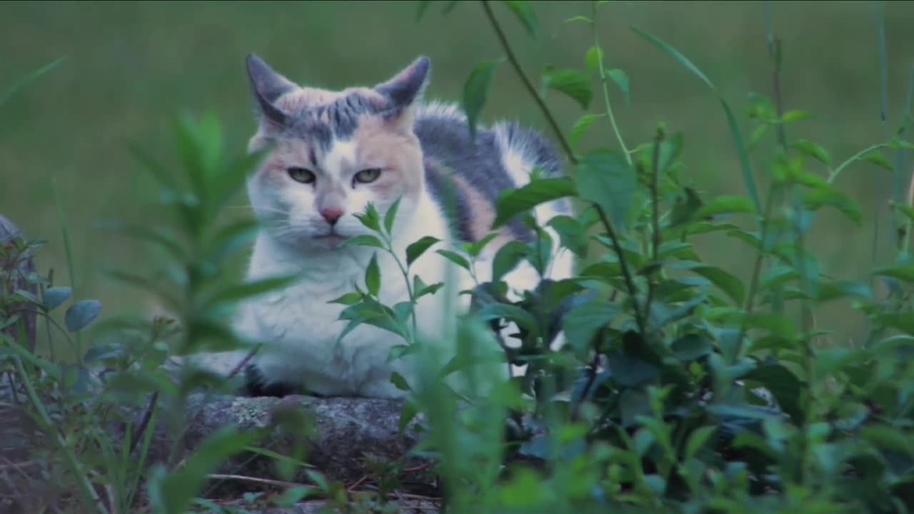 Cat looks like a dangerous way but funny
