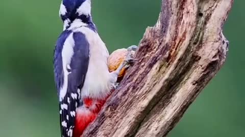 Great spotted woodpecker