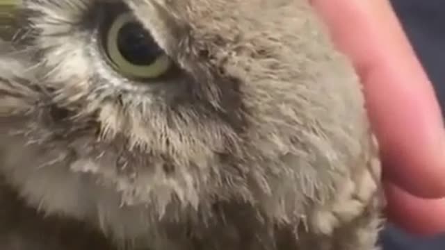 The owl is saved from the dead