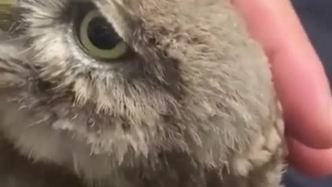 The owl is saved from the dead