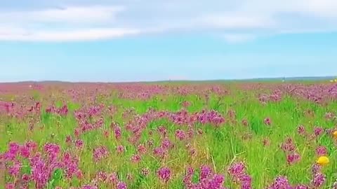 A sea of flowers on the grassland