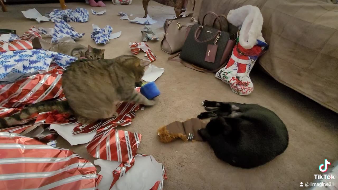 Kitty Christmas