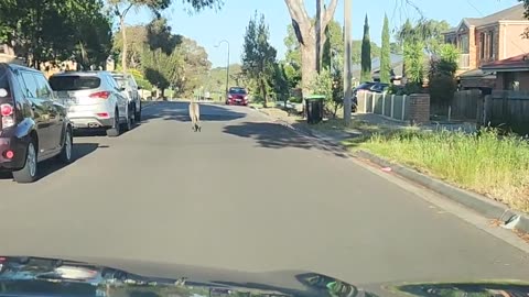 Large Kangaroo Hops Down Craigieburn Street