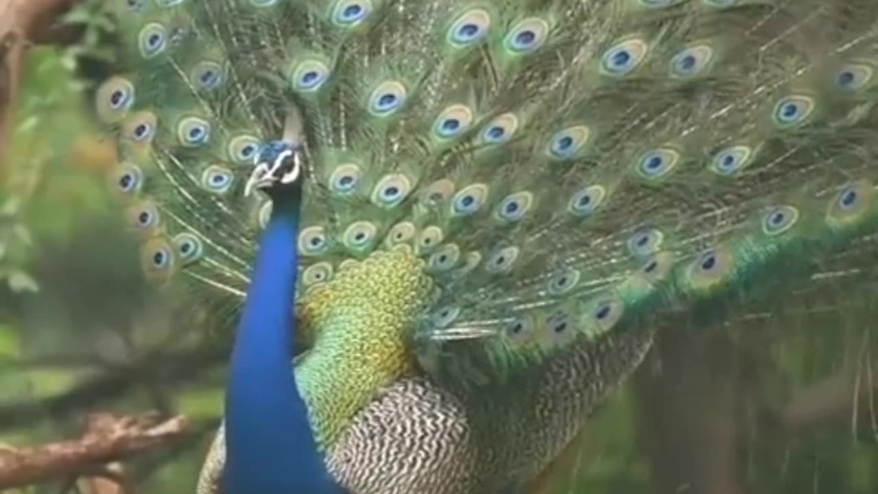 Peacock 🦚 lover must watch