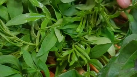pick ancanthopance leaves 🍃