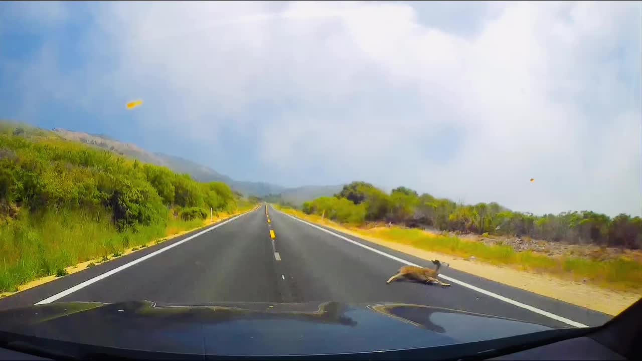 Deer - car collision Big Sur, California, 2021