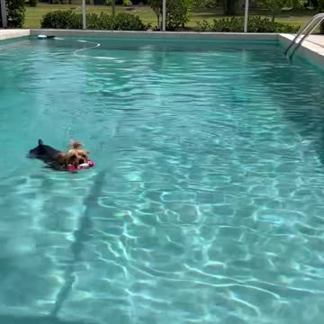 Cute Yorkie is excellent swimmer
