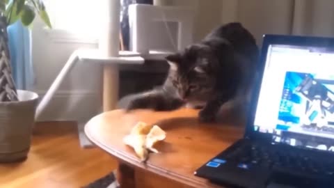 Cats funny video