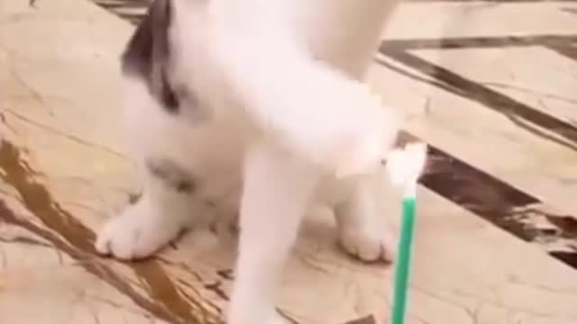 Cute Cats and Funny Dogs Compilation