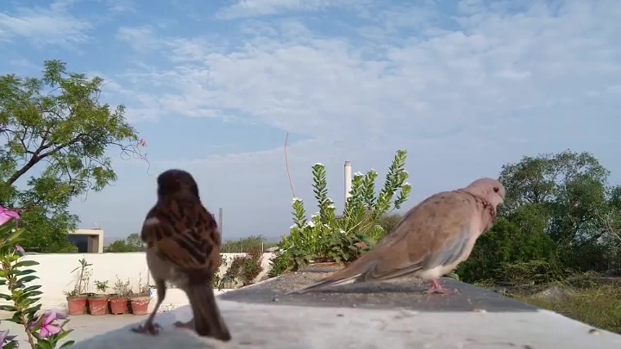 Birds relexing music