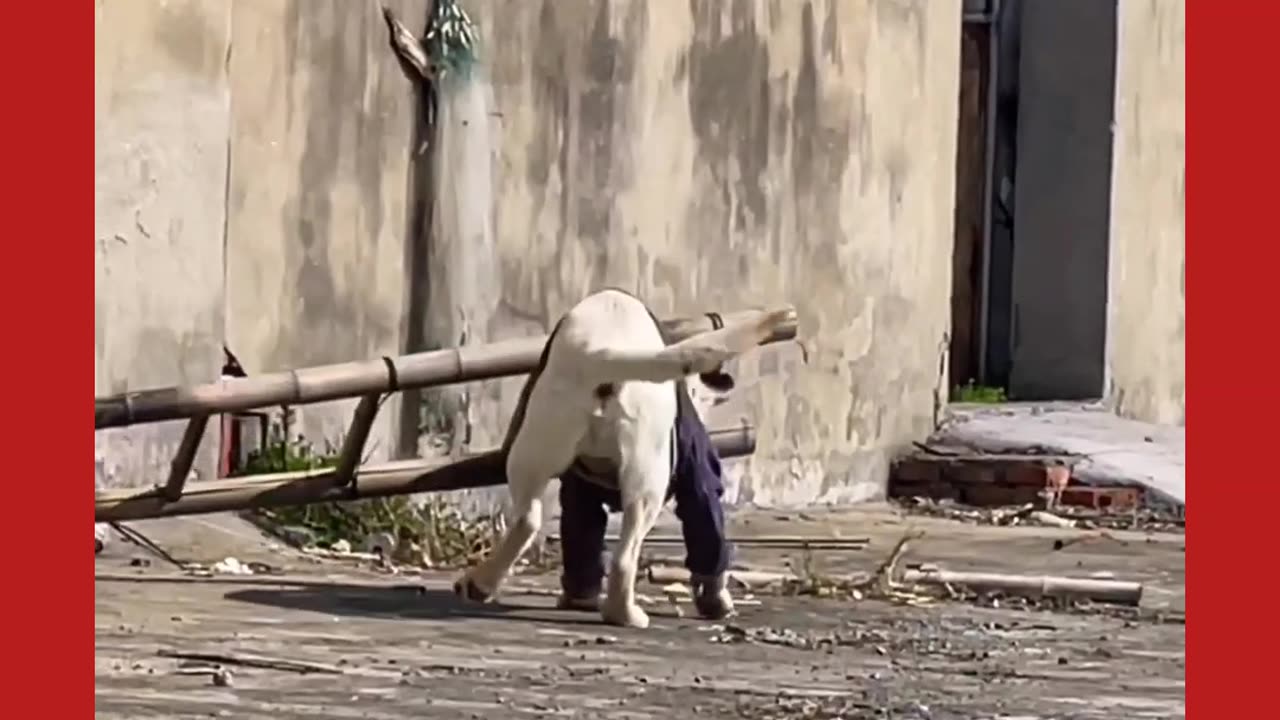 Dog busy on his Job