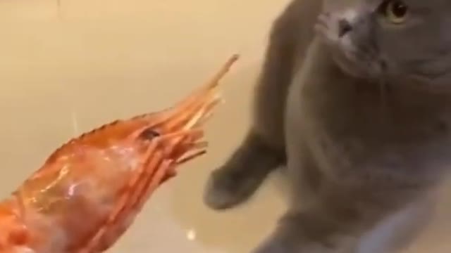 Look at cat's excuse for not eating fish