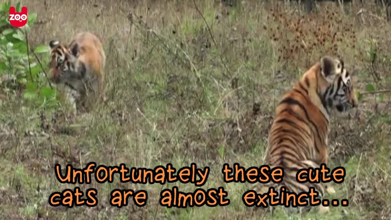 Rare Amur Tiger Cubs
