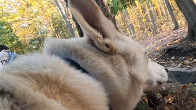 GoPro10 on Dog's Head