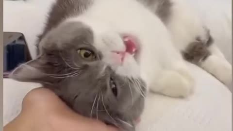 Affordable cat video