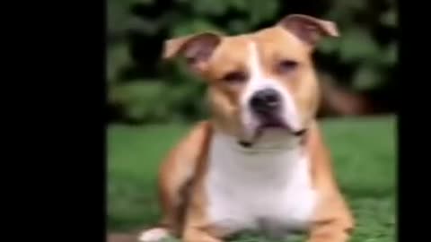 funny dogs