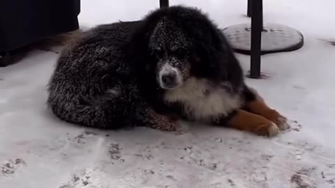 This pets loves snow! ❄🤣