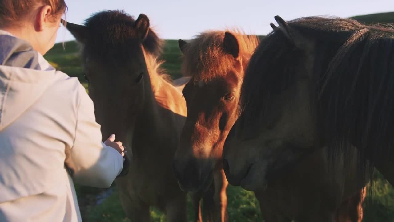 Young woman stroking a horses in Iceland in sun light