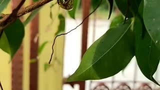 golden cocoon
