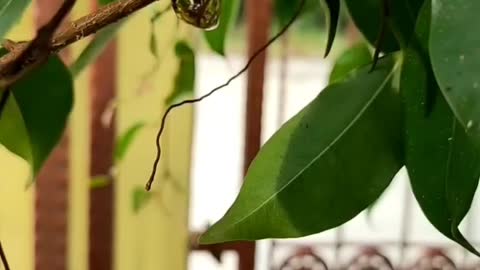 golden cocoon
