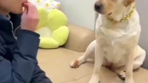 Animals_funyThe poor dog was deceived🤭😝😝 See what happens in the end❤️ Follow my page, you won't regret it Give me energy by liking and commenting