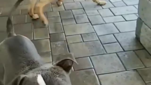 Funny dog video🤣🤣🤣