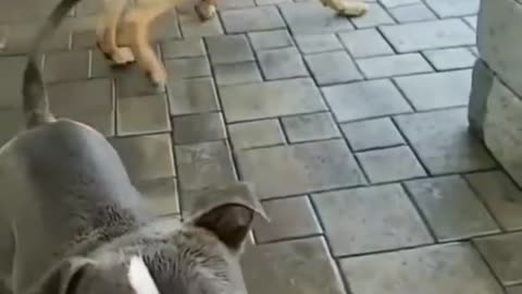 Funny dog video🤣🤣🤣