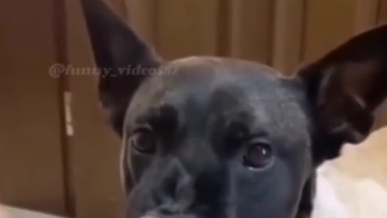 Funny dog video 😂😂😂