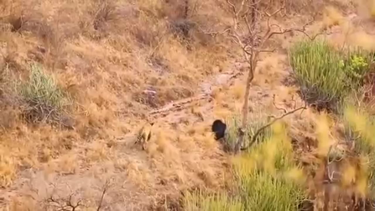 Funny video of bear 🐻and tiger 🐅