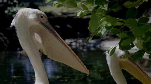WORLD OF ANIMALS IN DOLBY VISION™ - HDR 12K 60FPS