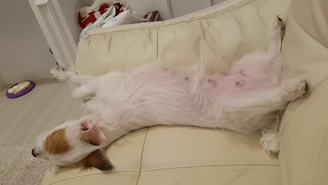 Jack Russell baila al ritmo de la música
