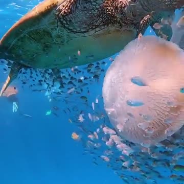 Critically endangered sea turtle and young scuba diver are at one