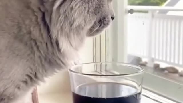 Rocky trying Coke